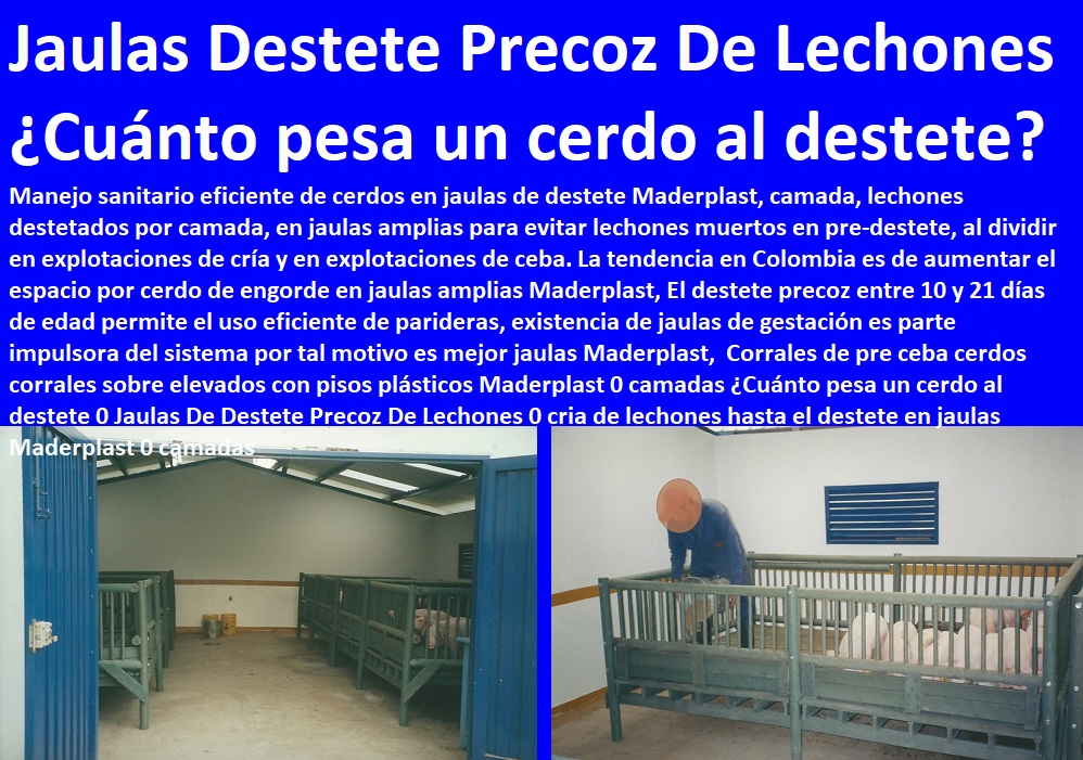 Corrales de pre ceba cerdos corrales sobre elevados con pisos plásticos Maderplast 0 camadas ¿Cuánto pesa un cerdo al destete 0 Jaulas De Destete Precoz De Lechones 0 cria de lechones hasta el destete en jaulas Maderplast 0 camadas Corrales de pre ceba cerdos corrales sobre elevados con pisos plásticos Maderplast 0 camadas ¿Cuánto pesa un cerdo al destete 0 Jaulas De Destete Precoz De Lechones 0 cria de lechones hasta el destete en jaulas Maderplast 0 camadas